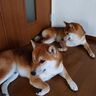 犬同士のしぐさが「シンクロ」することはある？獣医師が解説
