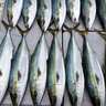 【船のエサ釣り釣果速報】伊良湖沖の泳がせ釣りでブリが入れ食い！（愛知）