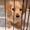 『小さくて少食で大人しい赤ちゃん犬』を飼ったと思っていたら…1歳になって明かされた『まさかの事実』が89万再生「たまらん」「愛おしい」