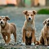 ブータン、すべての野良犬に「避妊手術とワクチン接種」実施　世界で初