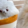 犬型の可愛いクレープを購入→シャイな犬に見せてみた結果…『まさかの光景』に4万以上のいいね集まる「可愛いｗ」「気まずそうで草」