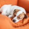 犬にとって『快適なベッド』の特徴4つ　睡眠の質を高めるためにはどうしたらいいの？
