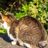 猫が『かぎしっぽ』になる理由2選　日本に多いのはなぜ？幸福を呼ぶって本当？