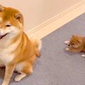 赤ちゃん犬が『背後に忍び寄った』結果…まさかの『奇襲を仕掛ける光景』が可愛すぎると167万再生「圧倒的戦力差で草」「すれ違う思いｗ」