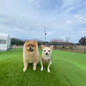 【新店・ドッグランカフェ.DANA】愛犬家が理想とするカフェ&ドッグランがオープン！｜弥彦村・ドットダナ