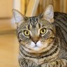 猫の『毛色・柄ごとに性格が違う』のはなぜ？4つのタイプ別に性格と歴史を解説