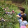 【西播磨】夏の味覚ブルーベリーが旬！