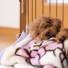 犬が快適に過ごせる『ケージ』とは？5つの特徴から愛犬の居心地を良くするためのコツまで