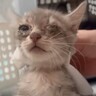 『猫風邪をこじらせていた子猫を保護』して6日目になると…微笑ましすぎる３兄弟の様子に癒される人続出「か…可愛すぎる」「本当に尊敬」