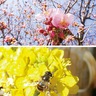 支援学校生の写真展　茅ヶ崎ショッピングセンターで