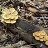 【マネ厳禁】家の裏庭に謎のキノコが生えてたので食べてみた