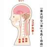 自律神経の乱れや血圧の上昇につながる可能性あり。全身の緊張をとるために大切な「体の部位」