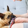 犬のストレス解消方法は散歩だけじゃない？室内でできるおすすめの『遊び方』3選