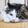 猫との『和室暮らし』をあきらめない！きれいをキープする防護策4選　猫はそもそもなぜ畳が好きなの？