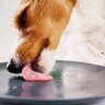 犬に使ってはいけない『食器』の特徴５選　愛犬がストレスに感じる危険なお皿とは？