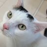 甘えん坊モードが止まらない猫！