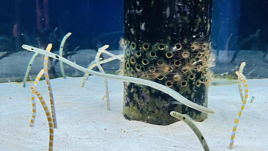 油絵　けい　チンアナゴの間を泳ぐ仲良し魚 油絵 けい チンアナゴの間を泳ぐ仲良し魚 油絵 けい様専用