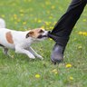 犬の『態度が悪い』ときの理由5つ　考えられる心理から適切な対処法までご紹介