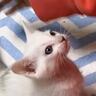 赤ちゃん猫に『ミルク』を作っていたら…あまりにも可愛すぎる『催促の様子』が15万5000再生「本当に癒される」「破壊力パない」