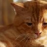 猫が『主に嫌われた！』と勘違いしちゃう飼い主の行為・態度5選　誤解を解くためのフォロー方法も