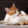 猫の『毛づくろい』に秘められた3つの大切な役割　せっせとお手入れするのには理由があった