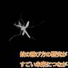 蚊の飛ぶ仕組みの研究成果が、すごい未来につながる！？