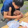 「アカトンボふる里さがし大作戦」始まる、三重県の御在所岳