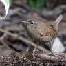 知恵と勇気の鳥、ミソサザイ｜大橋弘一の「山の鳥」エッセイ