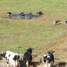 「薄味」の牛乳ができるまで。牛が気ままに歩く島根県の山地を訪れてみた