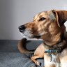 犬が『信用していない人』にみせる仕草や行動4選　愛犬との関係性が悪化しているサインとは