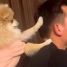 ご飯を食べていたら、犬が頭の後ろにきて…欲しすぎて見せた『まさかのシバき方』が112万再生「可愛すぎるｗ」「パパ全く気にしてないの草」