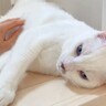 階段で涼んでいる猫→“大好きな次男”が近づいてくると……あまりにも"可愛すぎる反応"が話題に