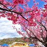 静岡県伊豆市で「第10回土肥桜まつり」1/18～開催　ボンネットバス「踊り子号」で巡るツアーやスタンプラリー、限定販売などイベント盛りだくさん