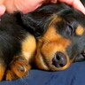 子犬が家族に『トントン』されていたら…膝の上で"寝落ち"する姿が尊すぎると11万再生「かわいいにも程がある」「幸せ頂きました」