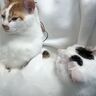 「幸せの重み！」デスクに座る飼い主のひざ上に来た猫たちが、心地よさそうでかわいい