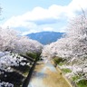 奈良県でお花見！高田川畔の美しい夜桜も見どころ！【高田千本桜（大中公園）｜大和高田市】