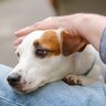犬に『NGなスキンシップ』5選　愛犬が激怒したり不信感を抱いてしまう行為とは？