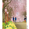 【福島県の桜スポット】福島市松川町の『右輪台山のしだれ桜』と一緒に楽しみたいランチスポット3選