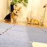 拾い食いをしないようしつけした犬2匹→早食い競争させてみた結果…思ってたのと違いすぎる展開が11万再生「最高ｗ」「お利口さん」爆笑の声
