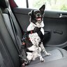 犬とのドライブで役立つ『便利グッズ』4選　お出かけ中のトラブルを防ぐ必需品とは