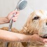 犬に絶対してはいけない『シャンプー方法』4選　誤ったやり方が愛犬に与える負担とは
