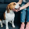 愛犬が飼い主から離れないのはなぜ？5つの理由と注意すべき内容を解説