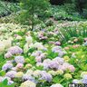 6月30日まで「ホタルあじさいフェア」を開催中「環境システム荻窪公園」初夏の花を楽しもう【群馬県前橋市】