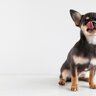 犬が好きな『食べ物』ランキングTOP5　愛犬の食いつきが悪いときに試すべき食材とは？