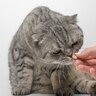 【危険！】猫に絶対『人間の薬』を与えてはいけない理由３つ