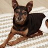 シニア犬がお漏らしをしてしまう理由4つ　粗相をしてしまう原因や対処法を解説