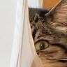 まったりしている猫の『ほっぺ』を見てみたら…思わず触りたくなる『まさかの光景』が61万表示「吸いたい」「本当に落ちそうで可愛い」