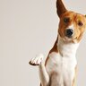 犬の『利き手』はどうやって調べるの？判別するための方法から把握しておきたい理由までご紹介