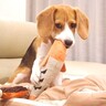 犬の『家の中と外での態度』を比較してみた結果…想像以上に『内弁慶すぎる姿』が可愛いと2万再生「ギャップｗ」「尻尾だだ下がりで草」と爆笑