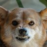 『警戒している犬』に絶対やってはいけないNG行為5選　思わぬトラブルを避けるための注意点とは